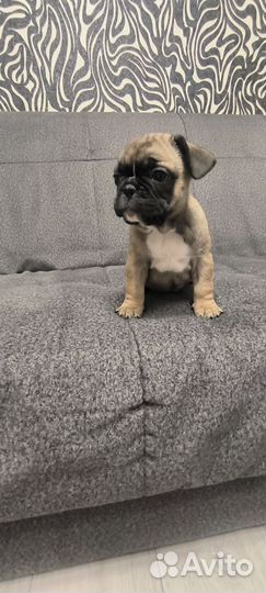 Французский бульдог щенки
