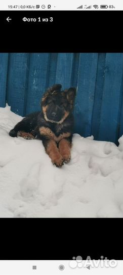 Немецкая овчарка