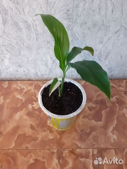 Спатифиллум пикассо