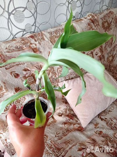 Растение золотой ус