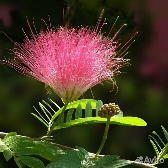 Саженцы Ленкаранской акации горшок и окс доставка