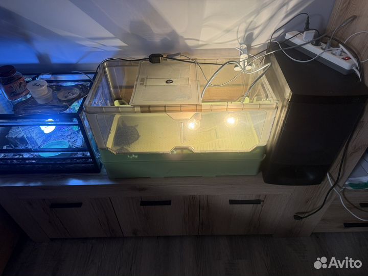 Красноухая черепаха с аквариумом