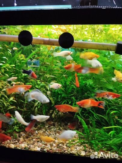 Меченосцы кои и Арлекин