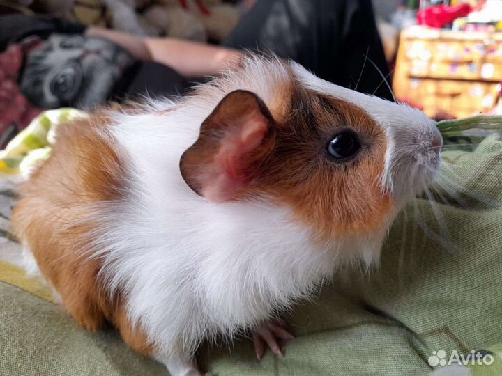 Морская свинка