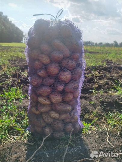 Картофель опт