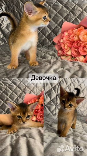 Абиссинская