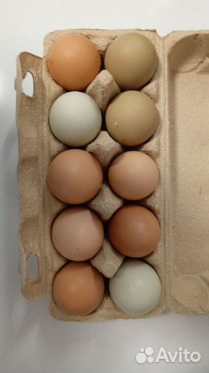 Домашние куриные яйца