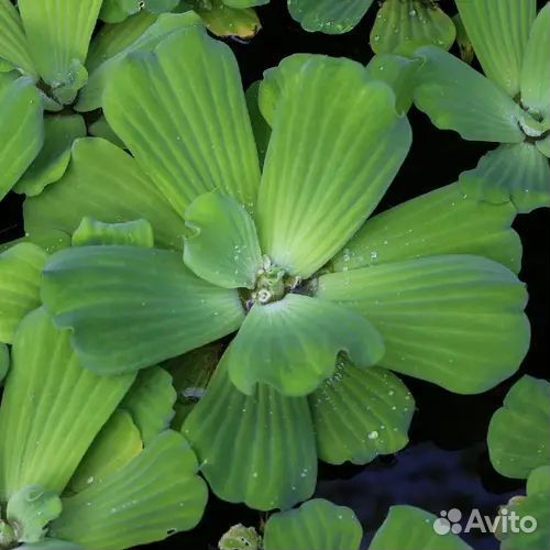 Растения для аквариума