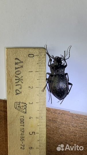 Жук жужелица садовая Carabus hortensis