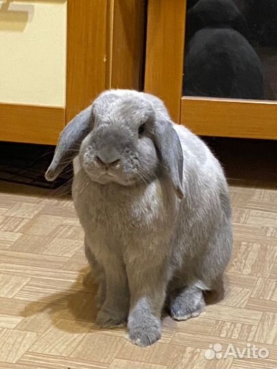 Кролик мальчик