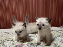 Породистые тайские/Сиамские котята