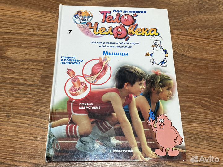 Как устроено тело человека