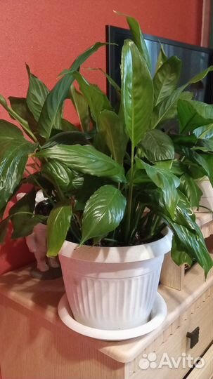 Спатифиллум