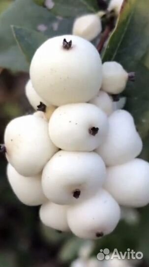 Снежноягодник