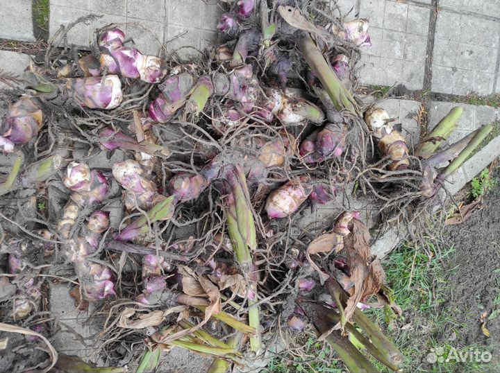 Канны клубни