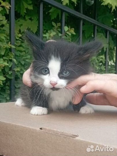 Котенок