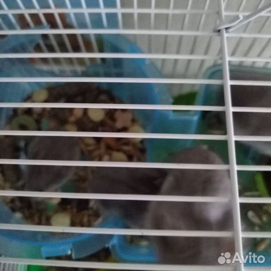 Хомяки джунгарики