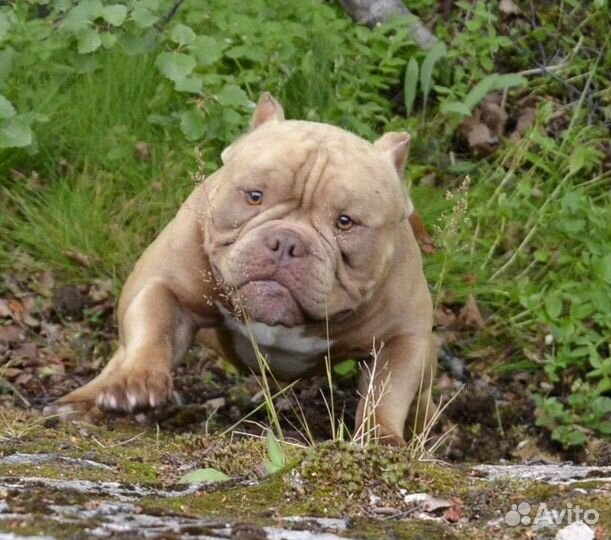 Вязка микро экзот булли