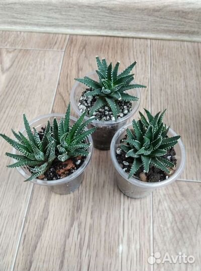 Хавортия,коллизия