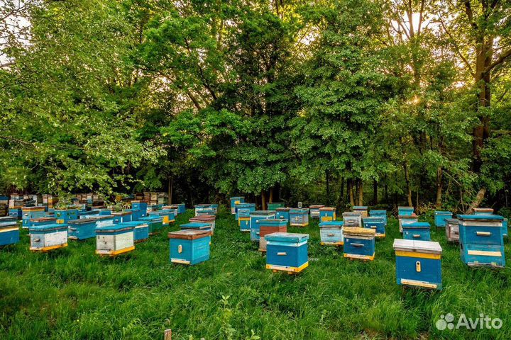 Пчелы с ульями