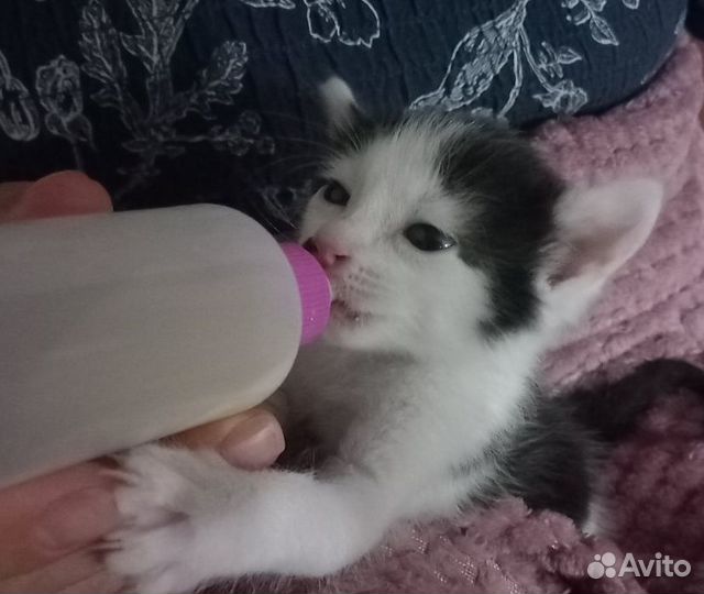 Счастье в дом