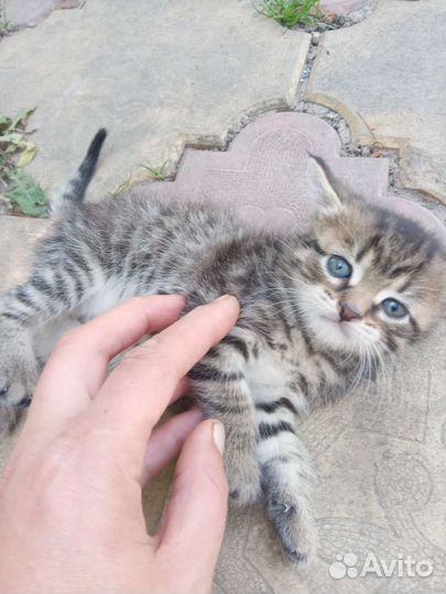 Кошка