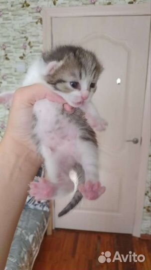 Кошка в дар