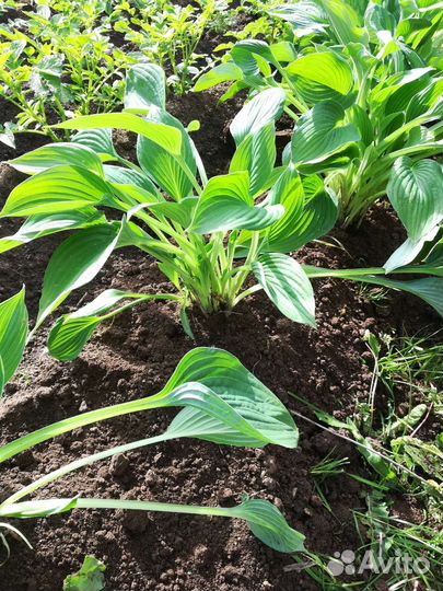 Хоста пучок из 5-7 черенков