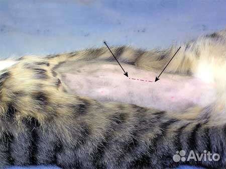 Стерилизация кошек и беременных кошечек