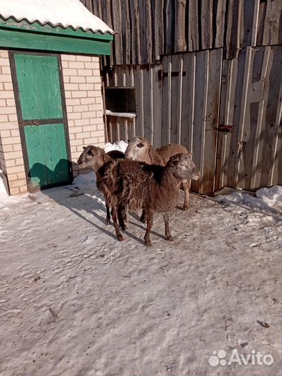 Катумские бараны