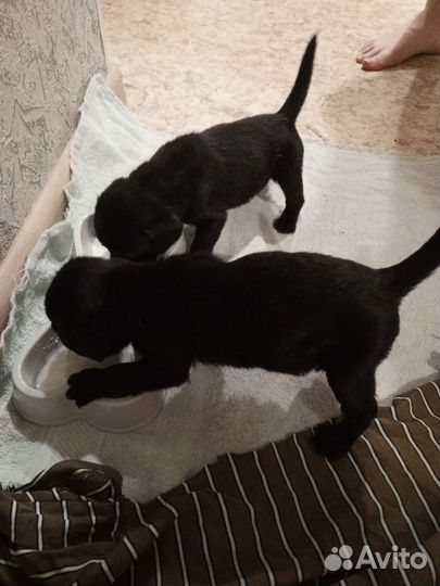 Лабрадетки