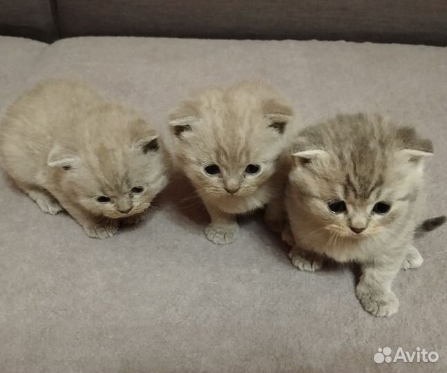 Вислоушки красотушки