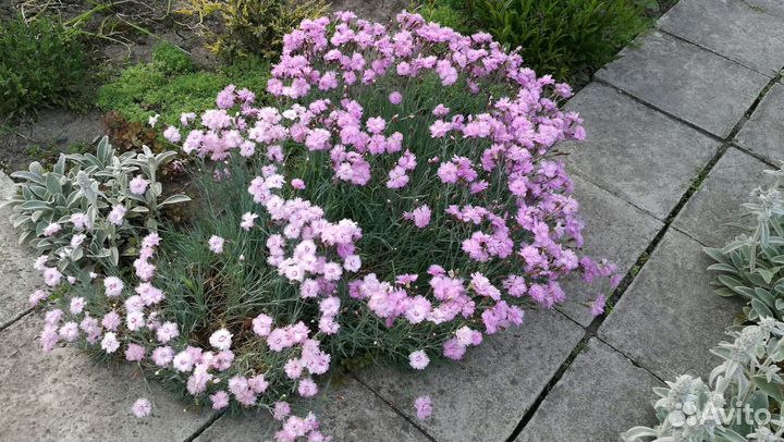 Ирис злаковидный, райграс, ирис болотный, гвоздика