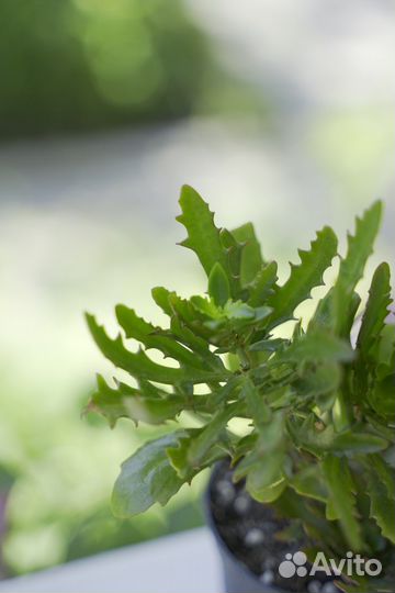 Каланхоэ оленьи рожки