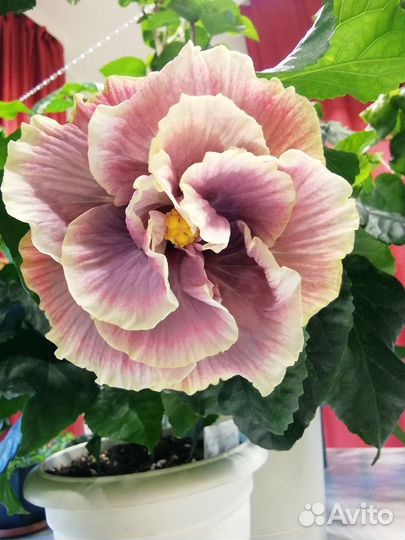 Прививка гибискуса LUV Cure For Ellness