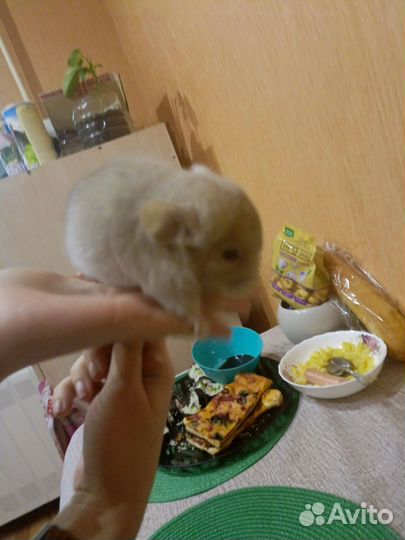 Шиншилла