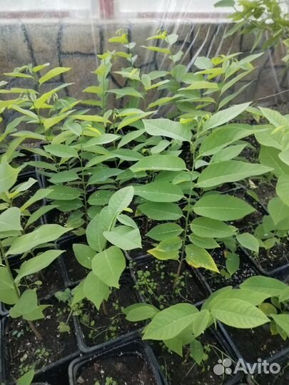 Папая, аннона