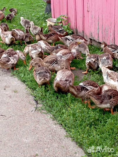 Утки башкирские