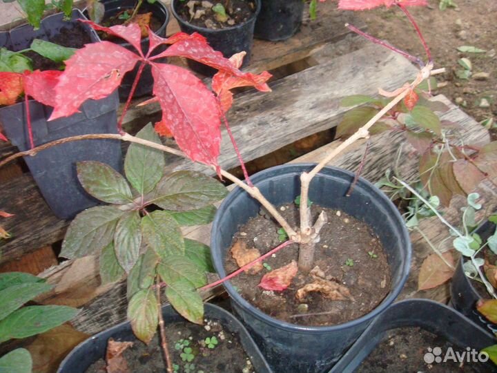 Многолетние растения