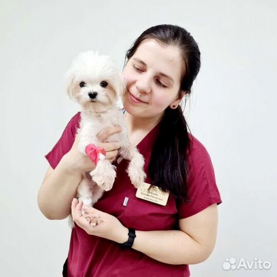 Ветеринарный врач, онлайн консультация