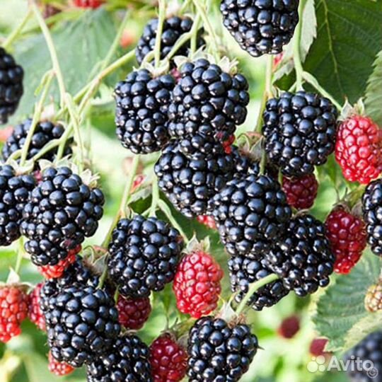 Саженцы ежевики