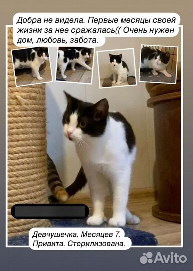 Отдам в добрые руки