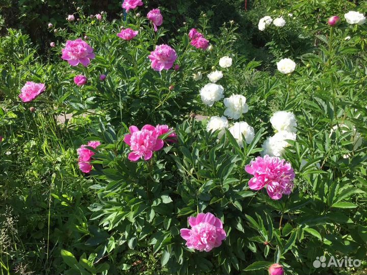 Продаю клубни пионов