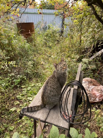 Участок 6,6 сот. (СНТ, ДНП)