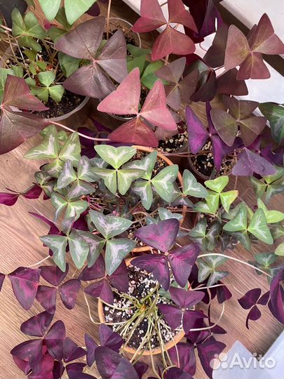 Кислица Оксалис