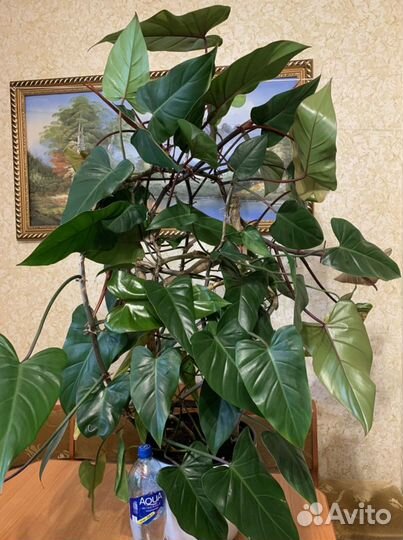 Филодендрон краснеющий