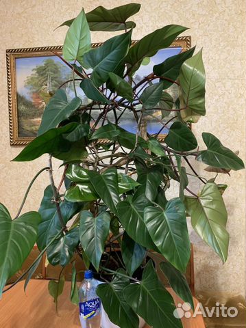 Филодендрон краснеющий