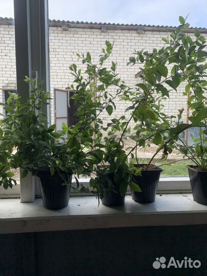 Саженцы плодовых деревьев и кустарников