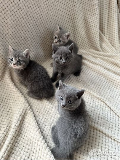 Полубританские котята