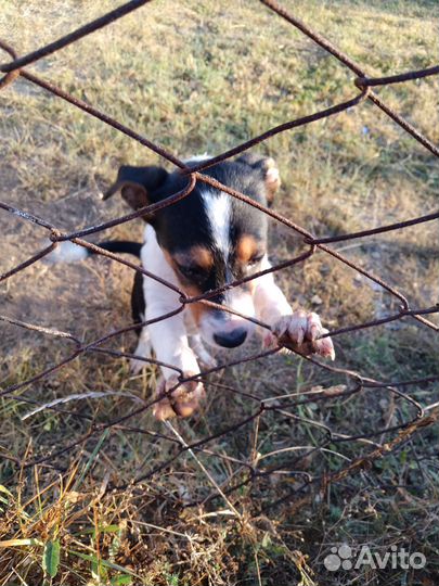 Девочка щенок в добрые руки
